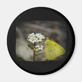 Aimant Papillon jaune