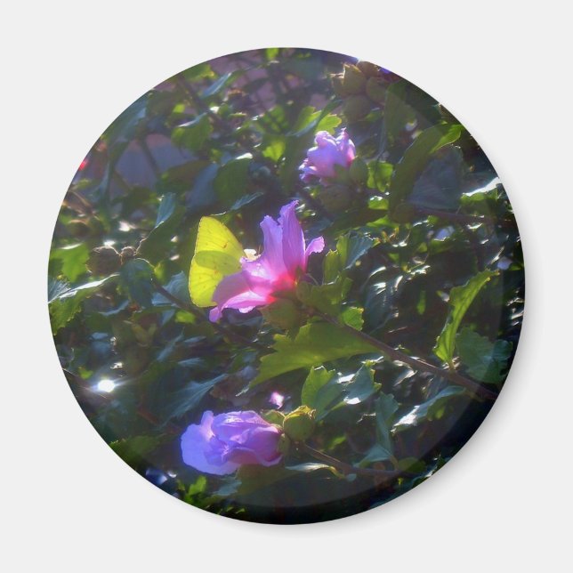 Aimant Papillon jaune sur Rose rose de Sharon (Devant)