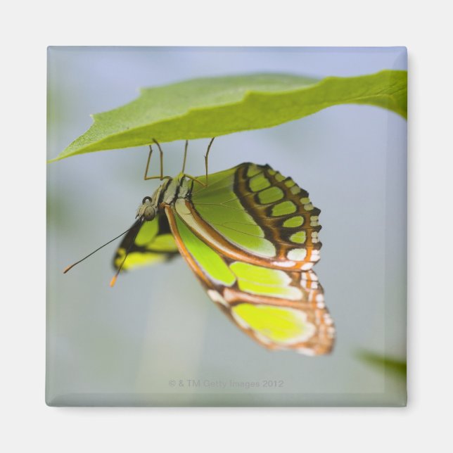 Aimant Papillon malachite sur feuille (Devant)