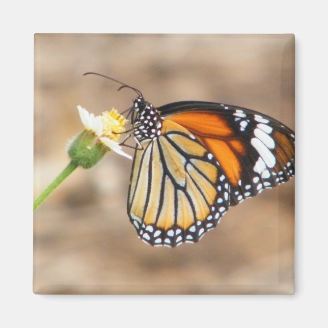 Aimant Papillon monarque (Devant)