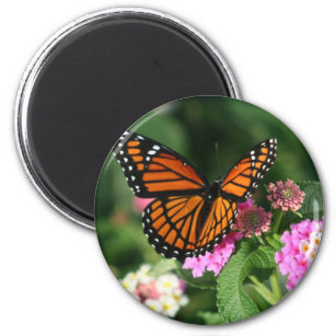 Aimant Papillon Monarque sur Fleur Lantana