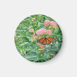 Aimant Papillon Monarque sur Milkweed 
