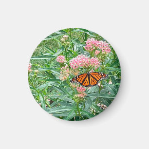 Aimant Papillon Monarque sur Milkweed 