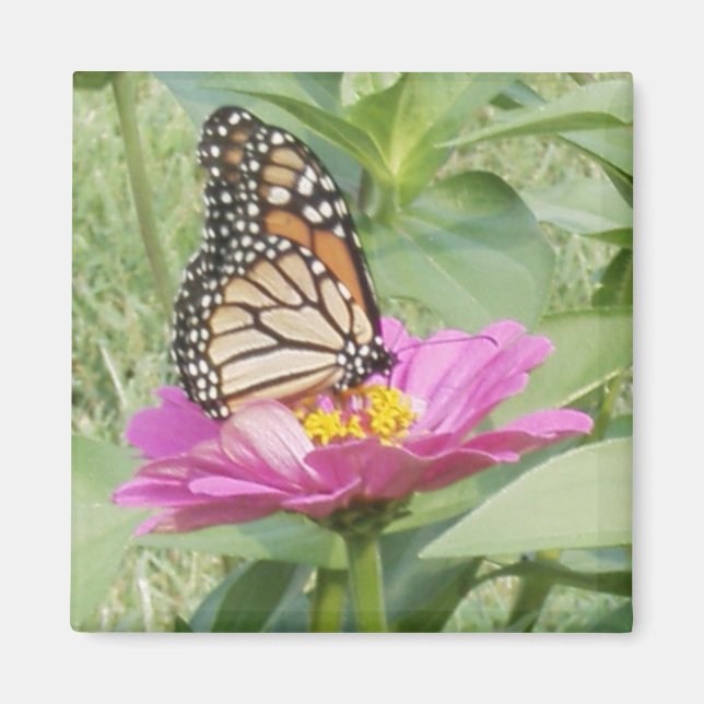 Aimant Papillon monarque, Zinnia rose (Devant)