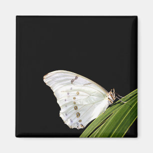 Aimant Papillon Morpho blanc sur feuille