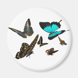 Aimant Papillon multi