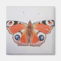 Papillon Peacock 2012