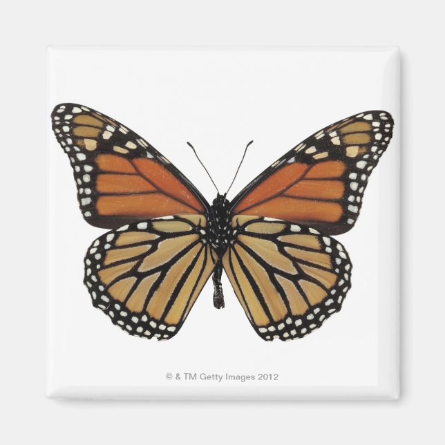 Aimant Papillon Plexippus Danaus (Devant)