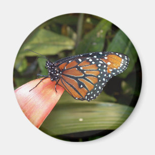 Aimant papillon Queen