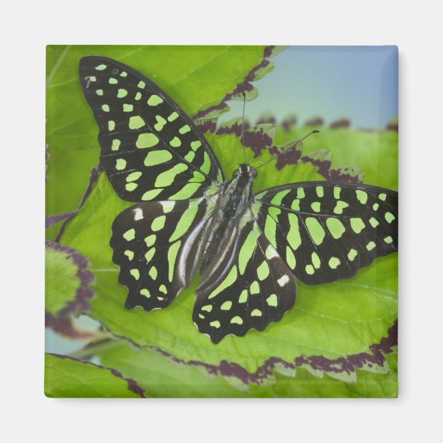 Aimant Papillon sur fond vert (Devant)