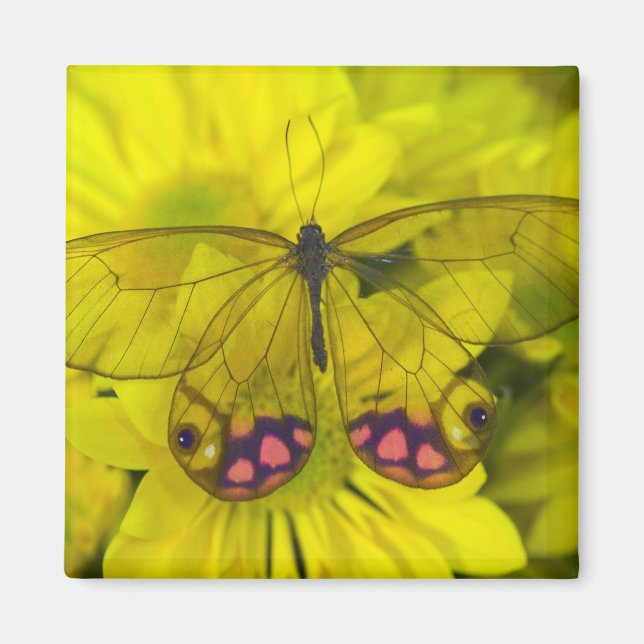 Aimant Papillon sur jaune (Devant)