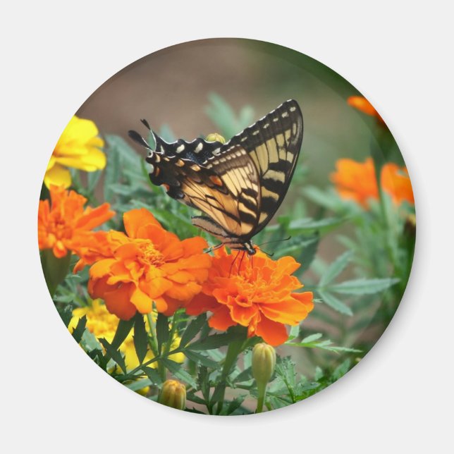 Aimant Papillon sur l'aimant des fleurs orange et jaune (Devant)