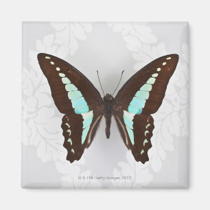 Aimant Papillon sur l'arrière - plan de papier peint