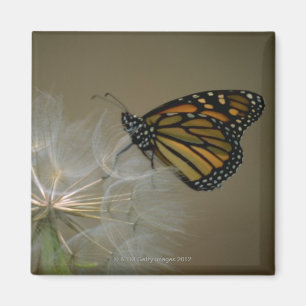 Aimant Papillon sur le pissenlit