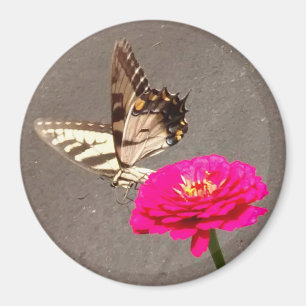 Aimant Papillon sur Zinnia rouge avec Arrière - plan de c