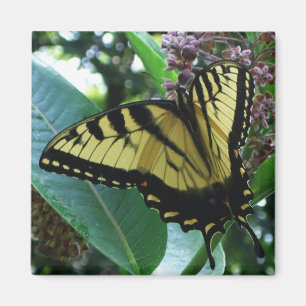 Aimant Papillon Swallowtail I sur Asclépiade à Shenandoah