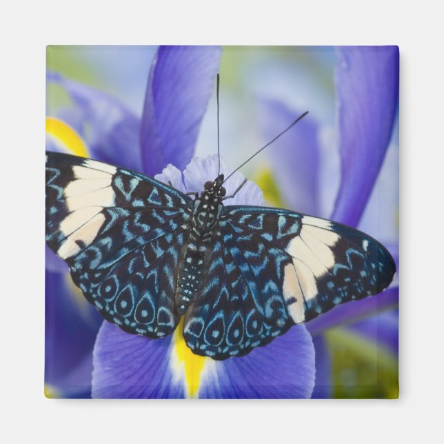 Aimant Papillon tropical violet iris (Devant)