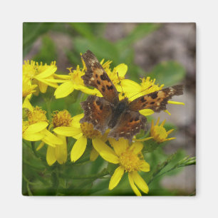 Aimant Papillon virgule dans le parc national de Glacier