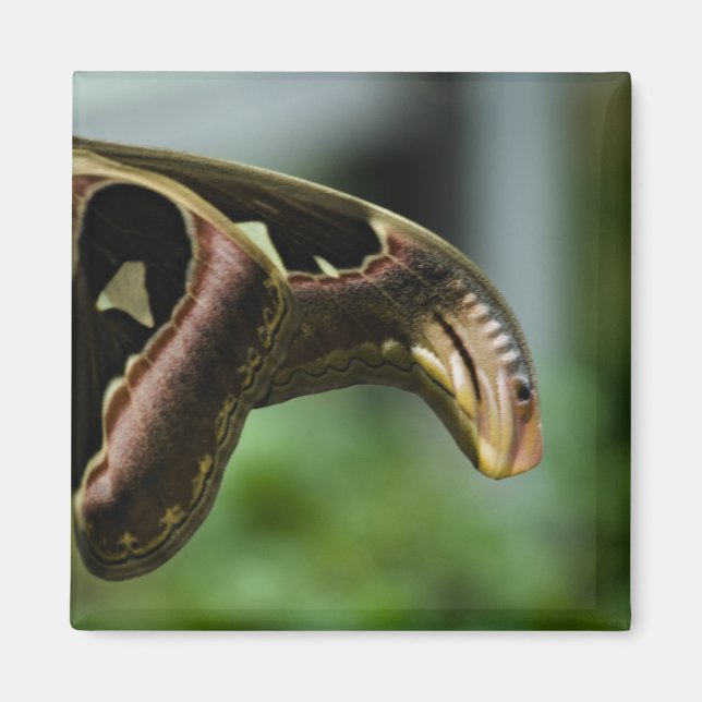 Aimant papillonP6335 (Devant)