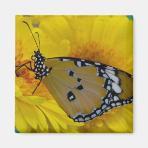 Aimant Papillons tropicaux