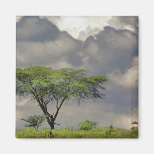 Aimant Parapluie Thorn Acacia, Acacia tortilis et 2