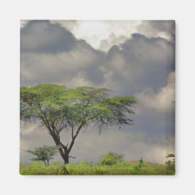 Aimant Parapluie Thorn Acacia, Acacia tortilis et 2 (Devant)