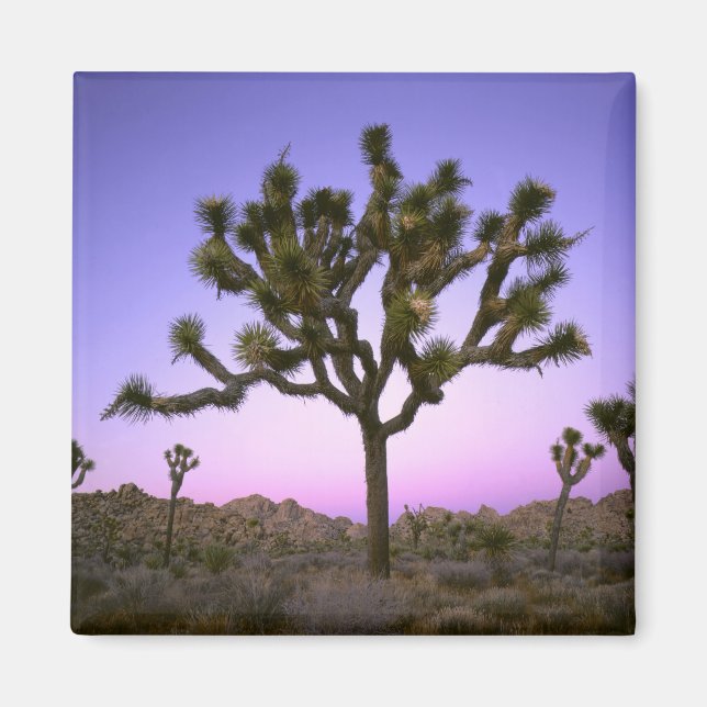 Aimant PARC NATIONAL DE JOSHUA TREE, CALIFORNIE. États-Un (Devant)