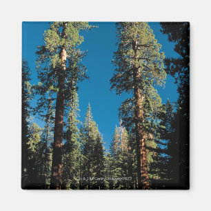 Aimant Parc national de séquoia, la Californie