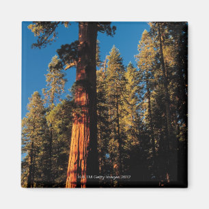 Aimant Parc national de séquoia, la Californie 2