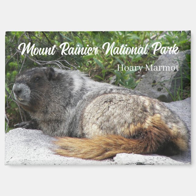 Aimant Parc national du Mont-Rainier Marmot Hoary (Recto)