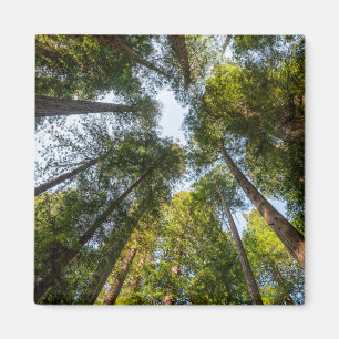 Aimant Parcs national et d'État de Redwood, Californie