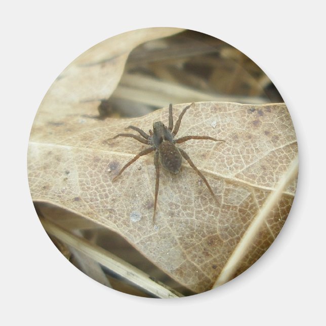 Aimant Pardosa sur l'aimant à feuilles de chêne (Devant)