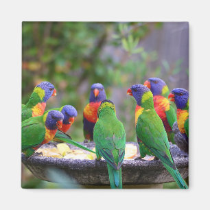 Aimant Parrots colorés Arc-en-ciel Lorikeet Manger
