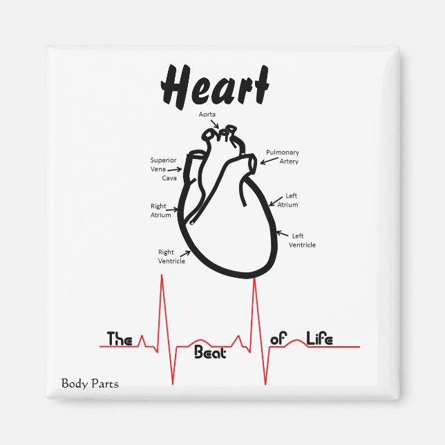 Aimant Parties du corps — Coeur humain (Devant)