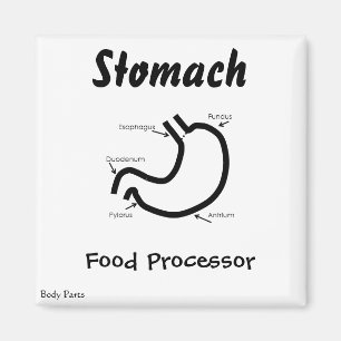 Aimant Parties du corps -- Estomac humain