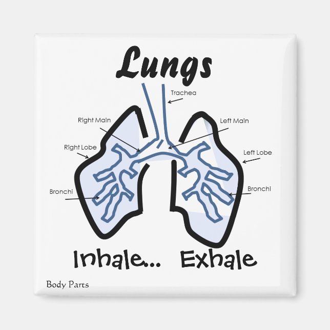 Aimant Parties du corps — Poumons humains (Devant)