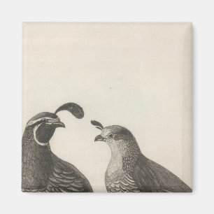 Aimant Partridge de Californie