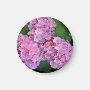 Aimant Pastel rose Hortensia hydrangea floraison