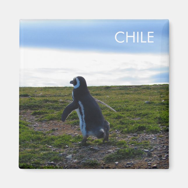 Aimant Patagonie Chili Pingouin (Devant)
