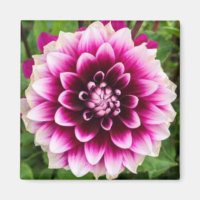 Aimant Patches Dahlia (Devant)