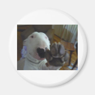 Aimant patte de taureau