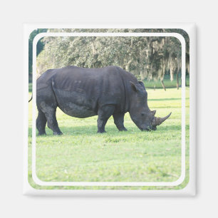 Aimant Pâturage de l'aimant de rhinocéros