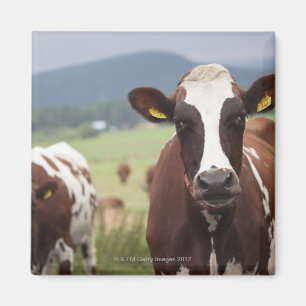 Aimant Pâturage des vaches