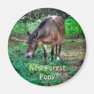 Aimant Pâturage Nouvelle Forêt Pony Faune