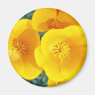 Aimant pavots de Californie jaunes en fleurs de pleine