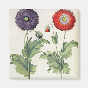 Aimant Pavots : incarnato de multiplici du flore