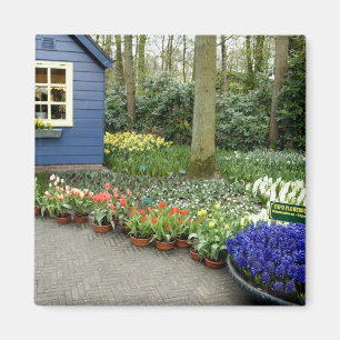 Aimant Pays-Bas aka Holland), Lisse. Keukenhof 11