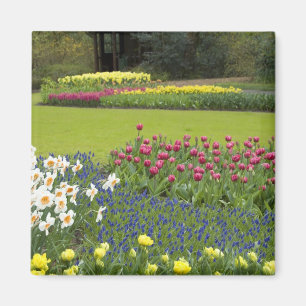 Aimant Pays-Bas aka Hollande), Lisse. Keukenhof 5