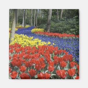 Aimant Pays-Bas, Hollande, Lisse, Jardins de Keukenhof