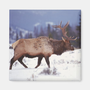 Aimant Pays du cerf
